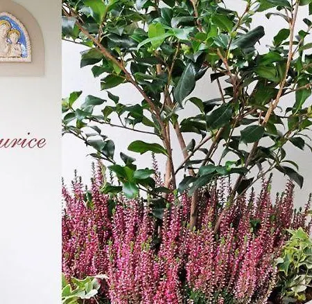 Maurice Στρέσα